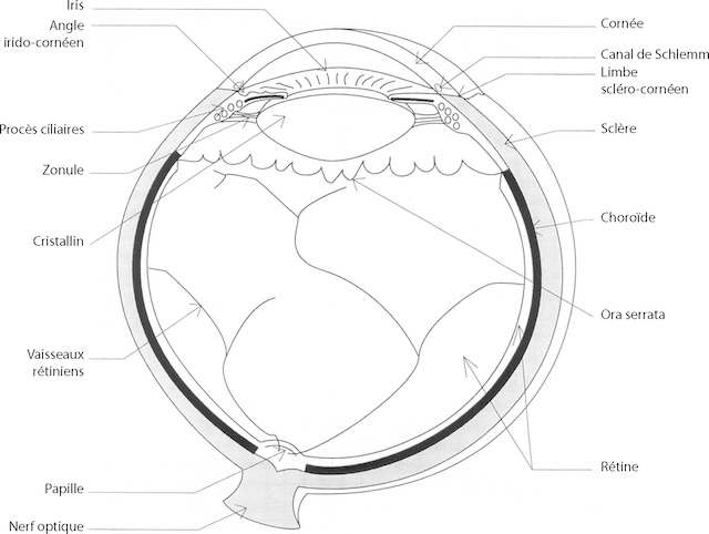 Coupe anatomique de l’œil détaillant cornée, cristallin, rétine, choroïde et nerf optique. Représentation éducative claire de l’architecture oculaire.