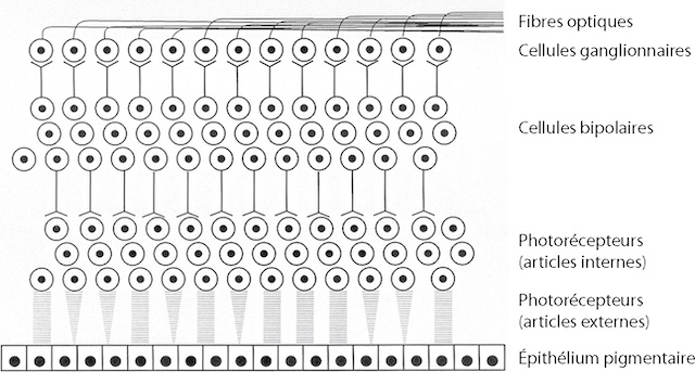 Organisation en coupe de la rétine humaine montrant les cellules photoréceptrices, bipolaires, ganglionnaires et les fibres optiques.