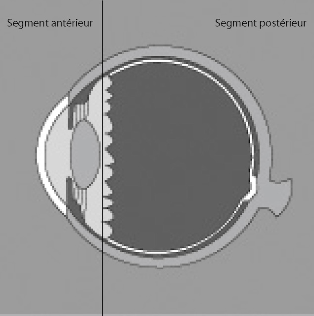 Coupe transversale illustrant la répartition anatomique entre les segments antérieur et postérieur du globe oculaire.