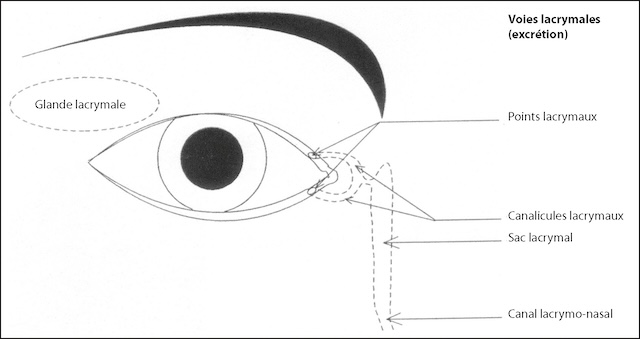 Parcours des larmes depuis leur production jusqu’à leur écoulement nasal, en passant par chaque structure du système lacrymal.