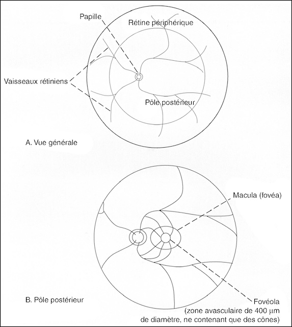 Schéma du fond d’œil montrant la rétine, la papille et la fovéola, zone centrale avasculaire dédiée à la vision précise.