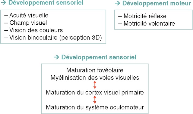 Le schéma montre trois aspects qui évoluent ensemble : la perception, les mouvements et les structures du système visuel.