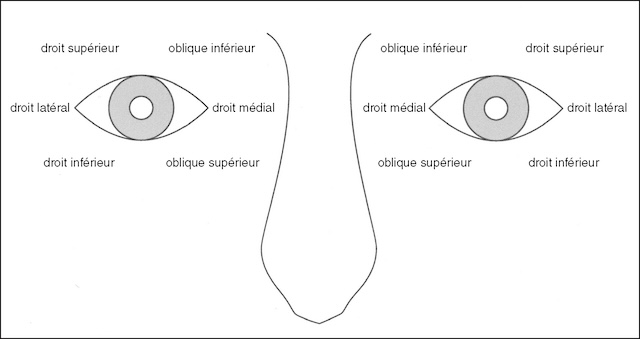 Schéma clair montrant comment chaque muscle autour de l’œil dirige le regard dans toutes les directions, essentiel en clinique.