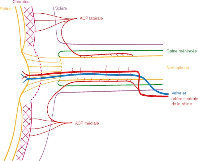 Schéma montrant les artères ciliaires et les vaisseaux centraux irrigant le nerf optique et ses structures environnantes.
