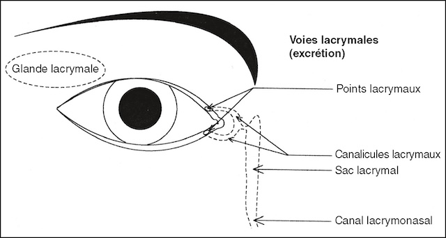 Schéma de la glande lacrymale principale et des voies lacrymales responsables de l’évacuation des larmes.